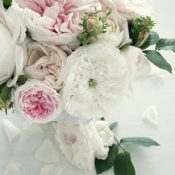 Beautiful Romantic Roses