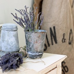 Lavender beauty