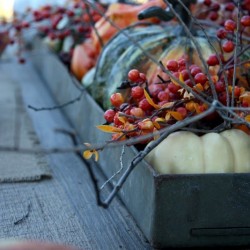 Beautiful Harvest Fall Tablescape