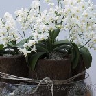 white orchids decoration