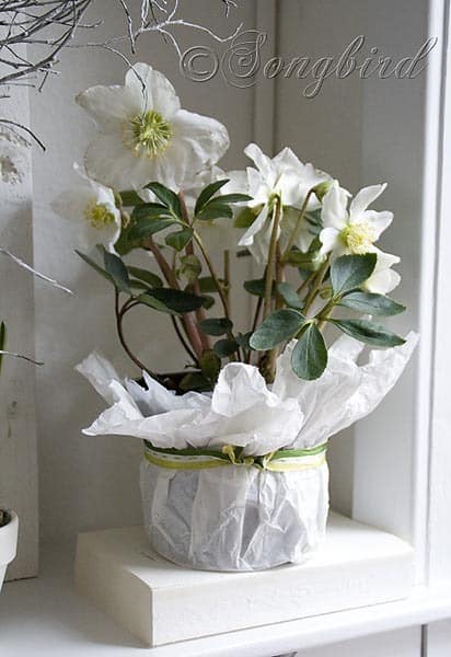 Helleborus Mantel Decoration