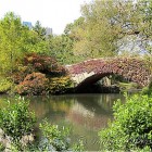 Central Park bridge in Fall colors