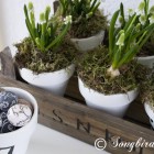 White grape hyacinths