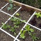 vegetable garden for beginners