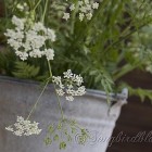 Cow Parsley in galvanized bucket