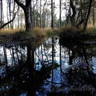 Ziepbeek-6.jpg