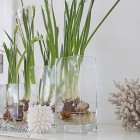 decorating for Spring with paperwhite bulbs