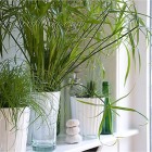 green plants mantel decoration at Songbirdblog