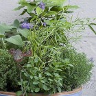 container with mixed herbs