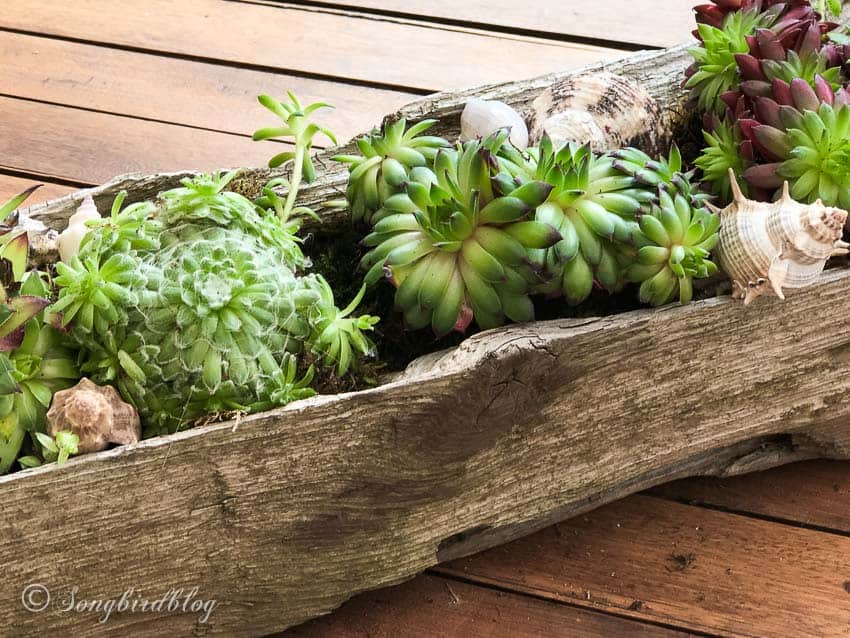 succulent planter DIY idea