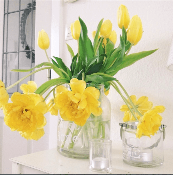 luscious yellow tulips in a glass vase