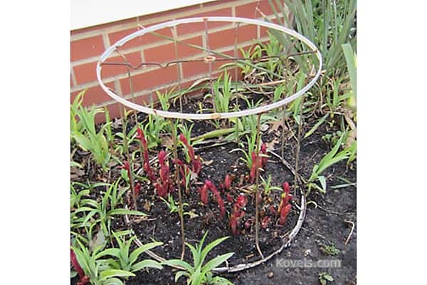 Repurpose lamp shade into garden plant support